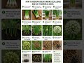 #gardening #growth green onion regrow