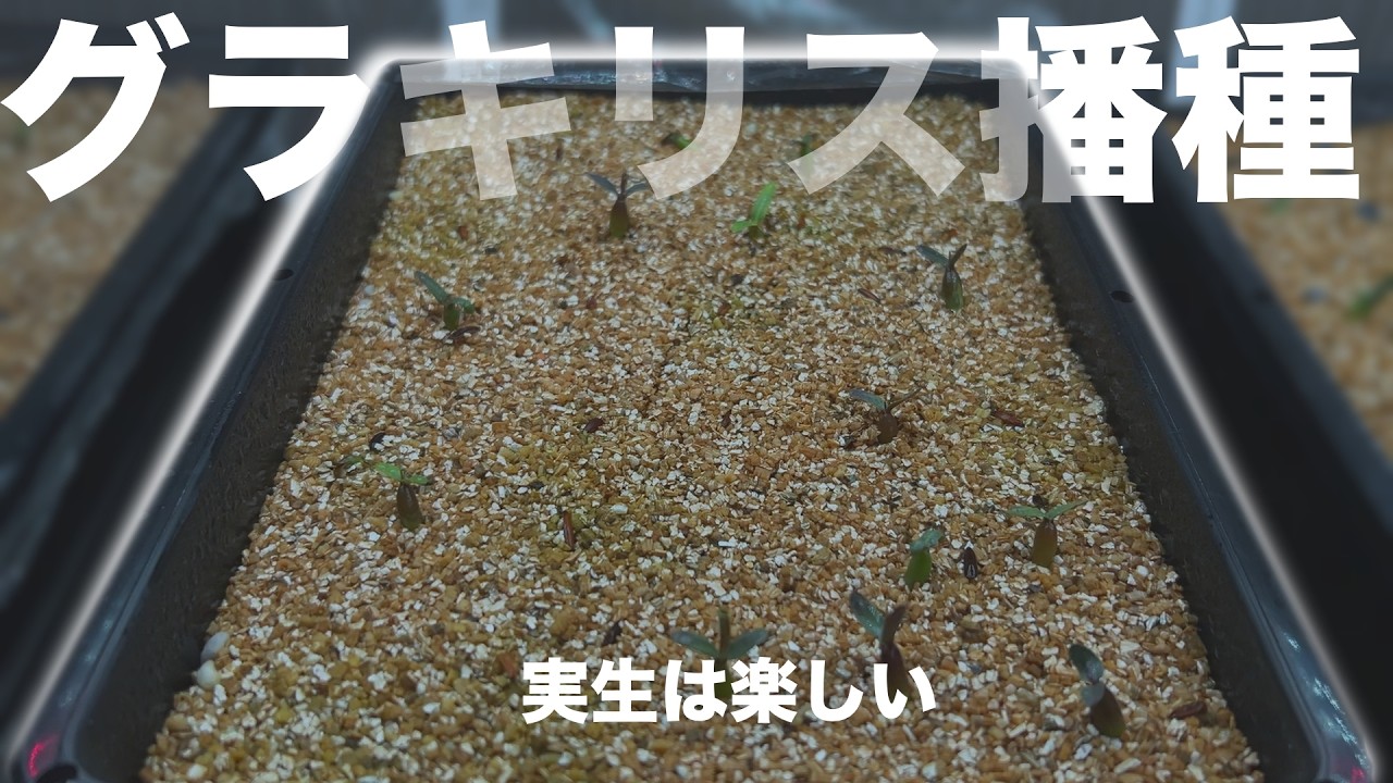 グラキリスの種まきをしたけど、発芽がうまくいかなかった話。【塊根