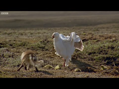 Kutup Tilkisi Yavru Kazı Kaçırıyor - Kutup Tilkisi ve Kaz Belgeseli