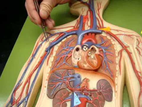 Arteries & Veins of Man Model - YouTube