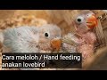 Cara meloloh anakan burung lovebird (Hand Feeding) | How to hand feed baby birds | Baby Lovebird