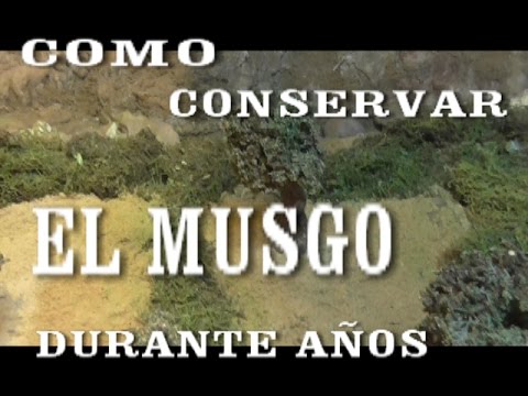 Corpoboyacá pide no utilizar musgo para decorar pesebres – El Diario del  Llano