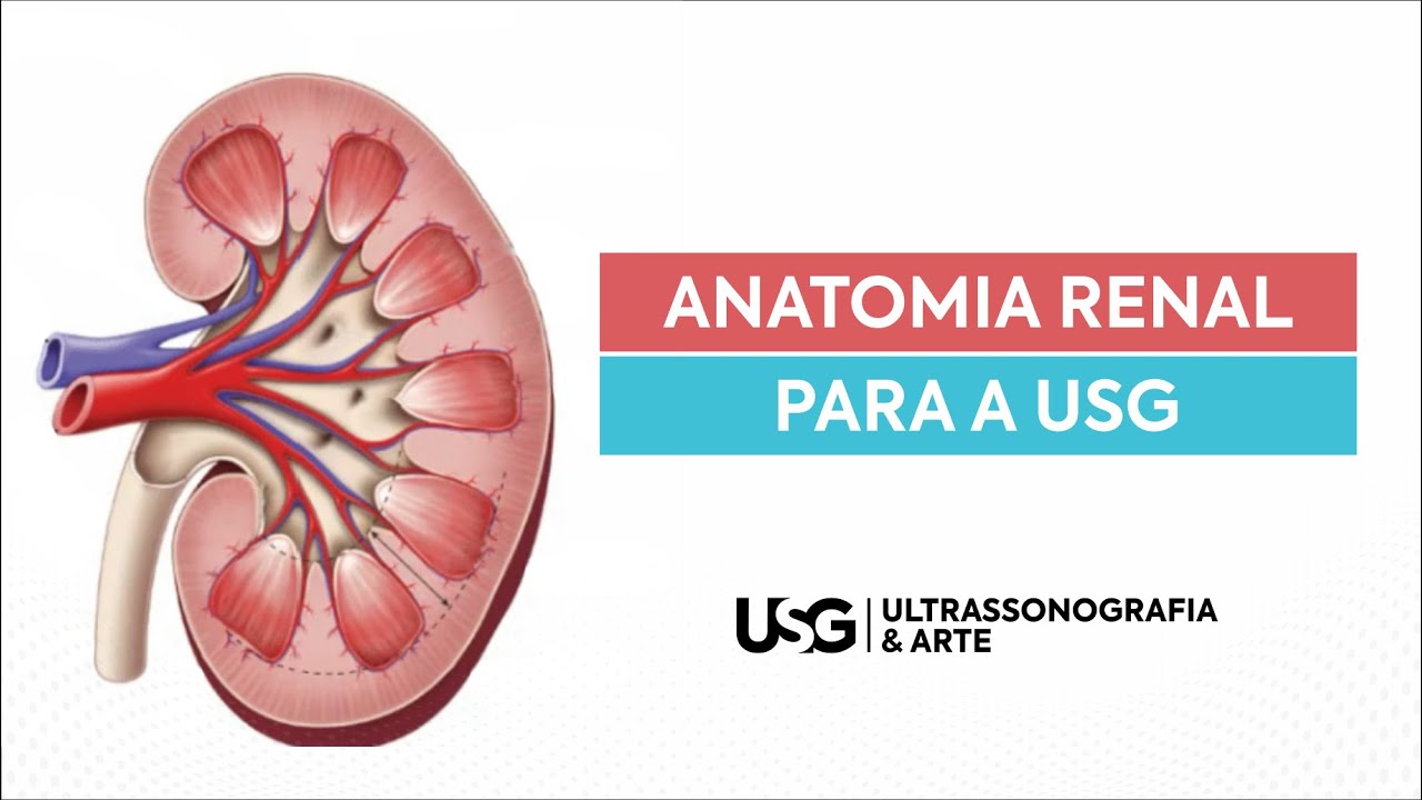 Estudo esquemático da anatomia renal e seu paralelo na ultrassonografia ...