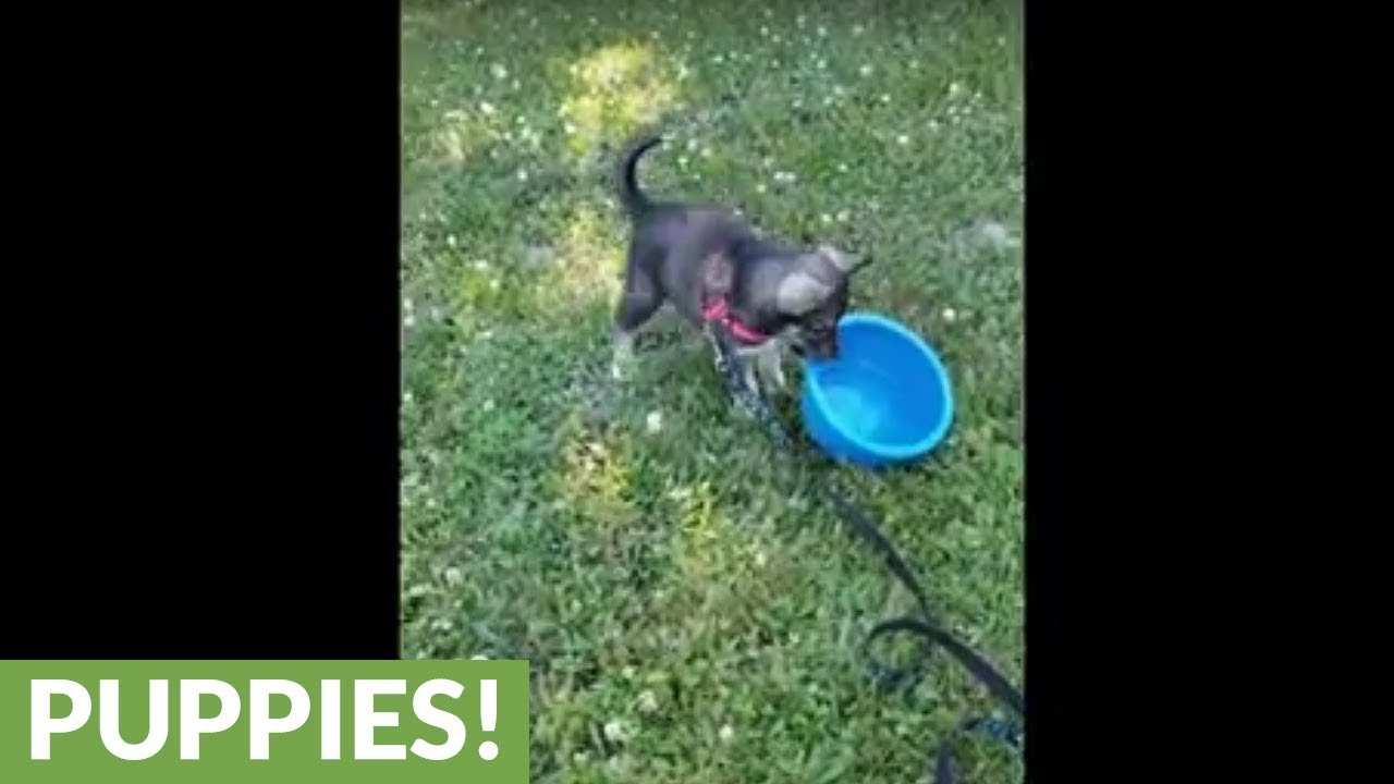 Puppy flips over full water bowl, adorably realizes her mistake YouTube