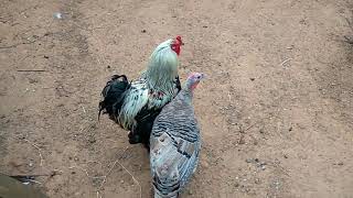 Perua a pedir namoro a Galo