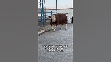 Sapi simental #shorts #sapi #sapisimental