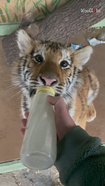 Cute tiger cub wholesomely sucks bottle of milk