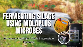Fermenting Silage Using Molaplus Microbes || Fermenter l'ensilage à l'aide de microbes Molaplus