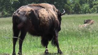 Inside Look: Cherokee Nation Bison Herd