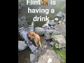 Scottish Greyhound Flint doing his thing  Edinburgh Scotland #animalshorts #dog #greyhound #pet