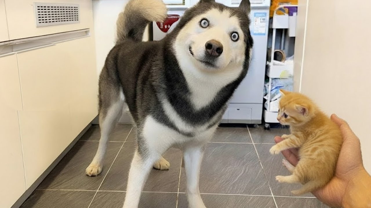 You Will Die Laughing at These Animals 🐶😹 Funniest Cat & Dog Videos Ever!