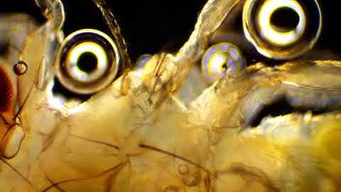 AmScope MU1000 Test sample