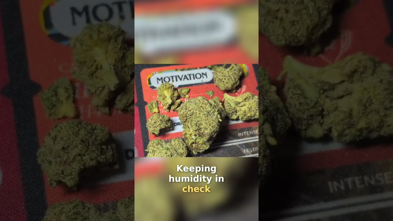 Grow Blue Dream: Beginner's Guide to Cultivating Success 