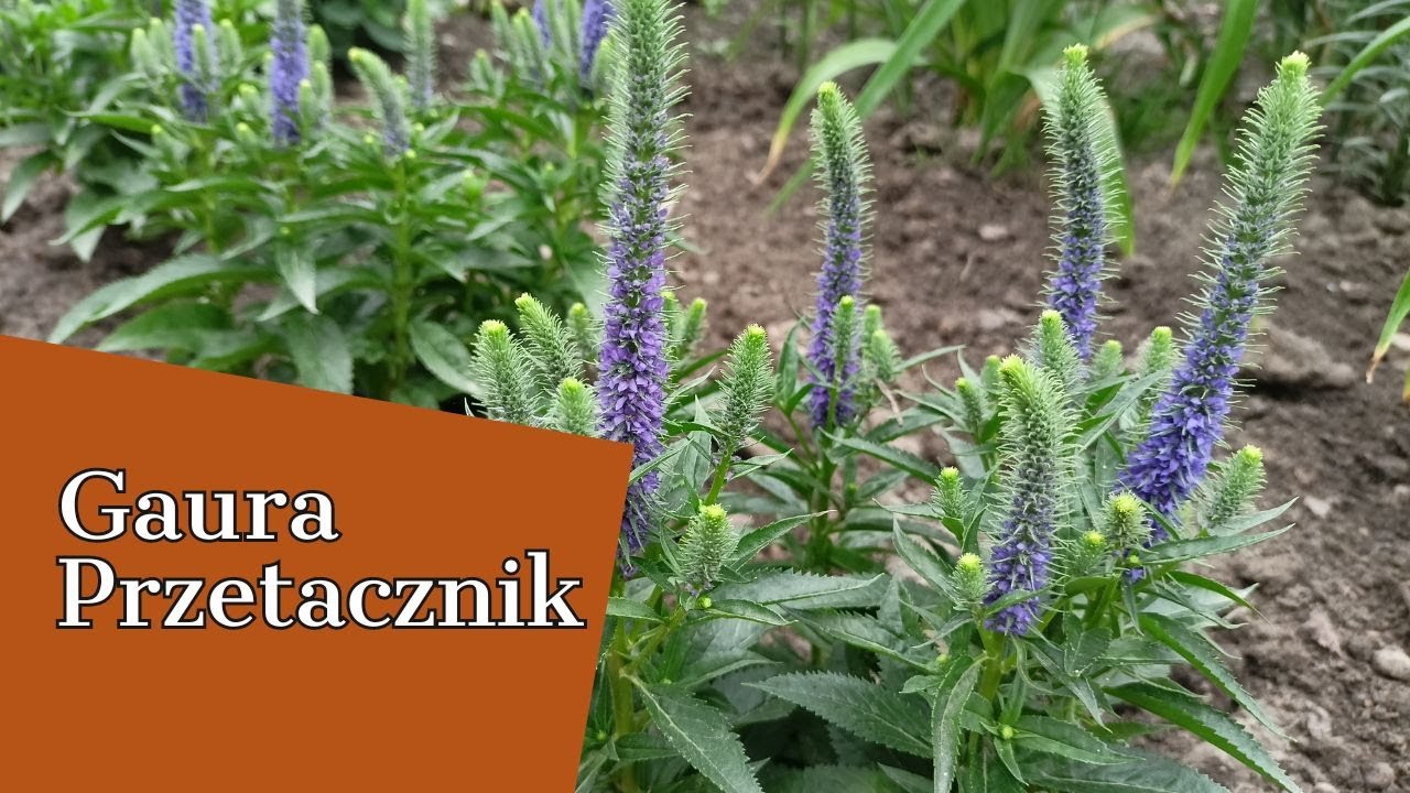 GAURA, PRZETACZNIK 🌱🌸  JAKIE BYLINY NA SŁONECZNE RABATY