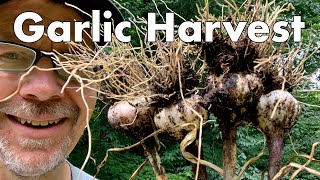 For You: Garlic Harvesting Tips