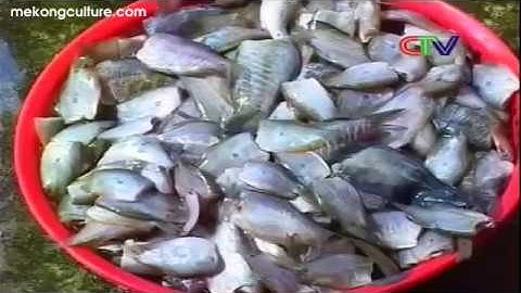 Phóng sự Nam Bộ: Cá Đồng rừng U Minh Cà Mau