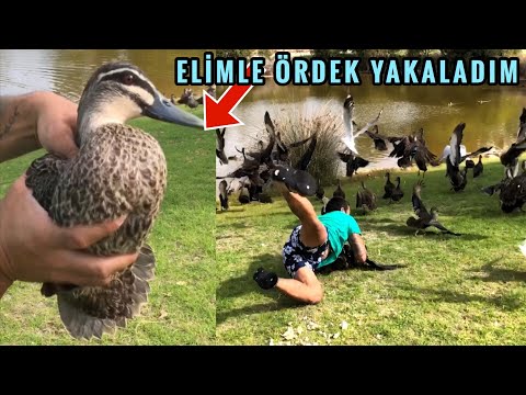 Video: Yaban ördeği Nasıl Yakalanır