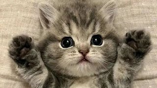 Cute animals - Funny cats / Dogs / Baby animals - Funny animal videos / Funny animals #10 by So cute animals 39,239 views 1 year ago 11 minutes, 9 seconds