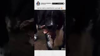 abla mutsuz köpek mutlu 😂