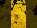 #flowers for everyone pls subscribe