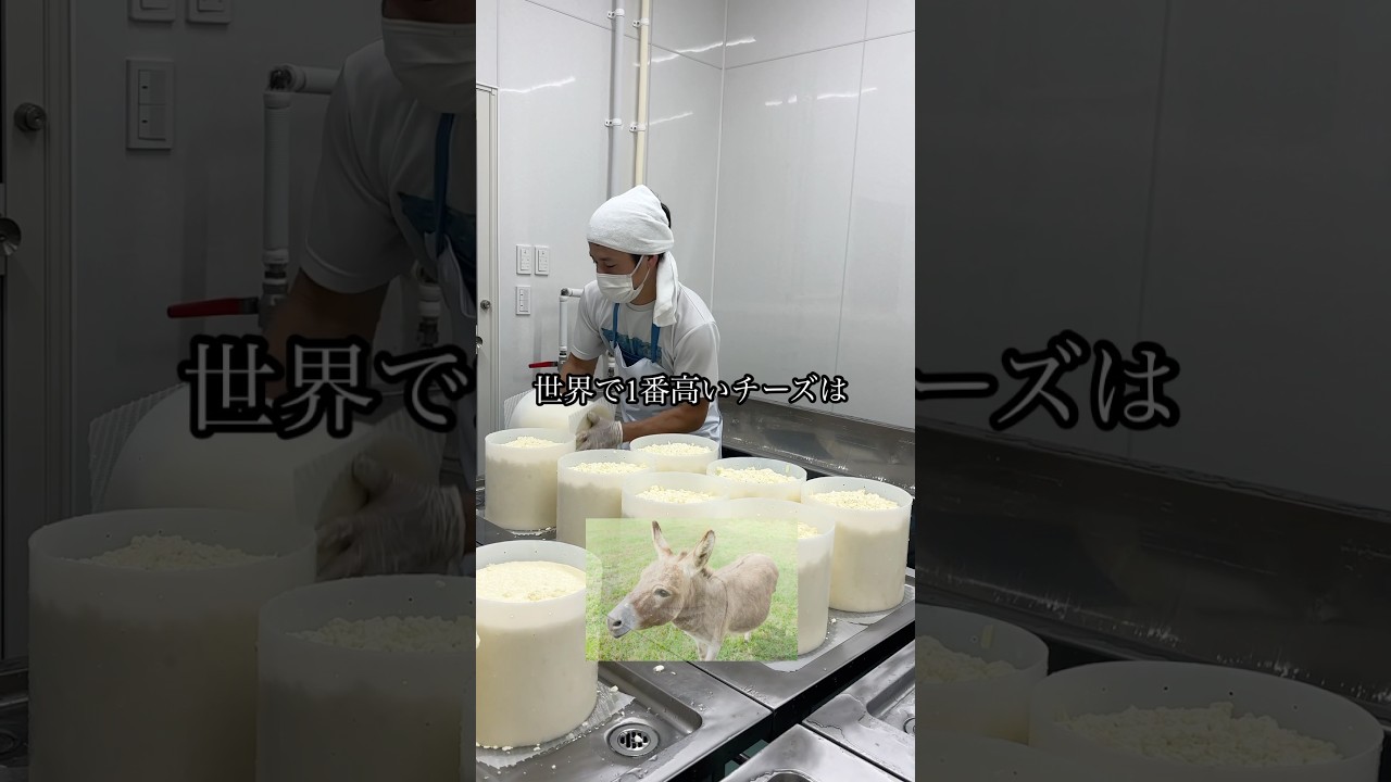 Trivia] The most expensive cheese in the world is donkey cheese