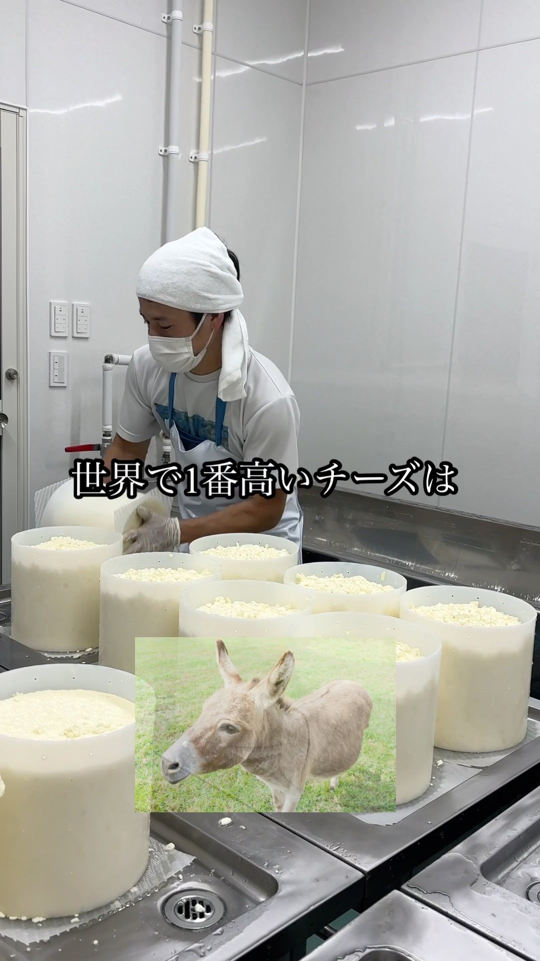 Trivia] The most expensive cheese in the world is donkey cheese