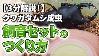 3分解説！】クワガタムシ成虫の飼育セットの作り方♪必要な用品の説明