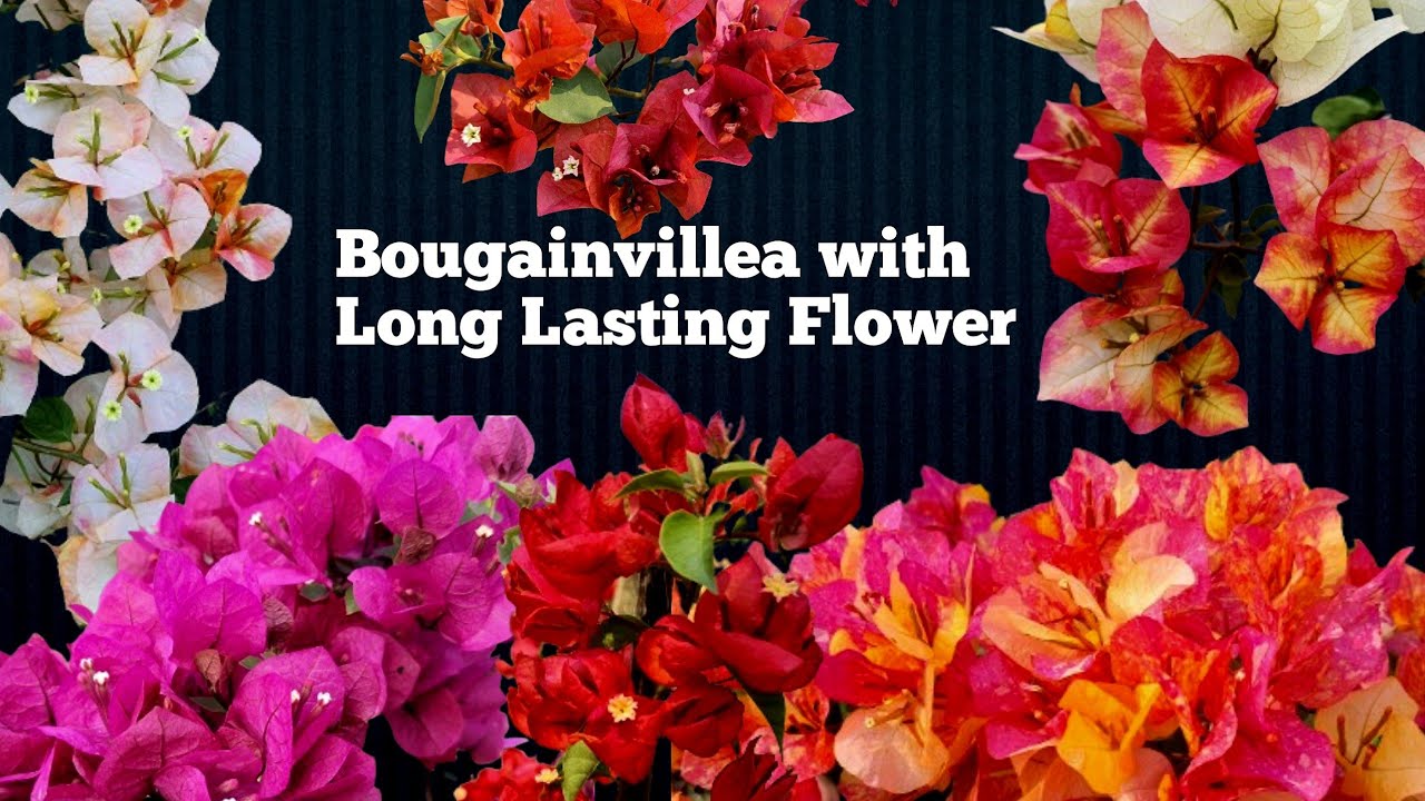 Bougainvillea With their Long Lasting Flower.