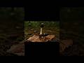 Nature’s Master of Mind Control: Ophiocordyceps 🍄🧠