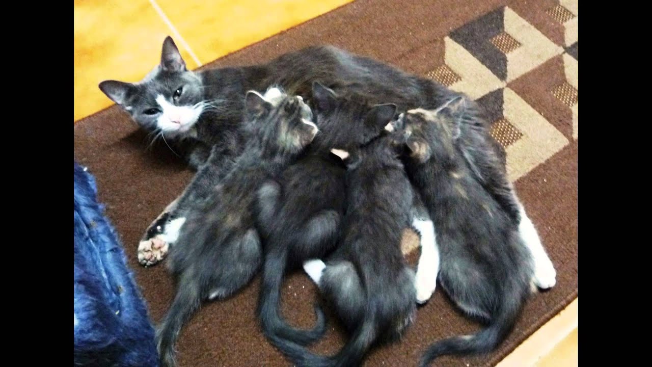 Rubrica pisicii ep.4 - Perioada de calduri si imperecherea