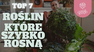 SZYBKO ROSNĄCE ROŚLINY  TOP 7 roślin domowych, które urosną duże i stworzą w domu dżunglę!