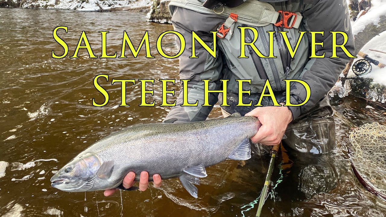 Salmon River Steelhead on the Fly 2019 Winter YouTube