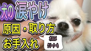 【犬の涙やけの取り方】獣医師が自宅で出来る涙やけお手入れ方法をご紹介。涙やけの原因と対策を解説します。