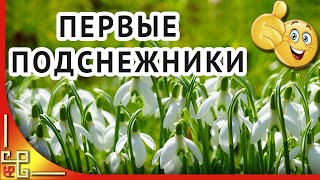 Весна пришла. Первые подснежники. Первые цветы весны