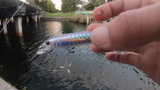 Urban Fishing For Peacock Bass Miami, FL (Straight Grind!!!)