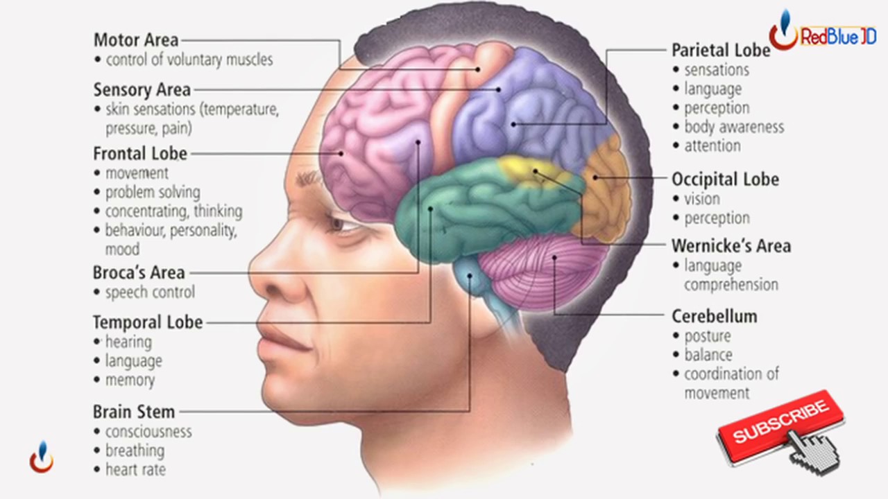 Iga Ubwonko bw' umuntu by ISMAEL Mwanafunzi