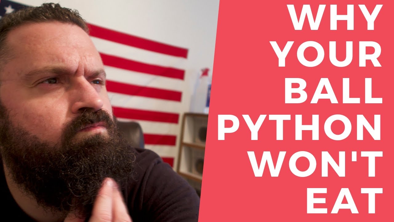 snake won't eat for months Why Your Ball Python Won't Eat