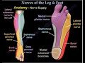 Nerves Of The Leg & Foot - Everything You Need To Know - Dr. Nabil Ebraheim