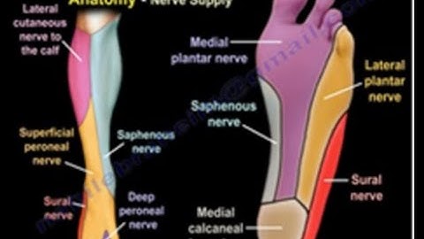 Nerves Of The Leg & Foot - Everything You Need To Know - Dr. Nabil Ebraheim