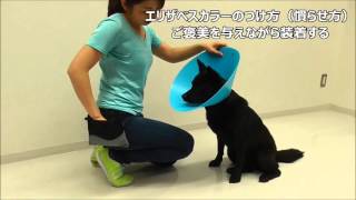 エリザベスカラーのつけ方（慣らせ方）【犬のしつけ方＠横浜】 by遠藤エマ トレーナー