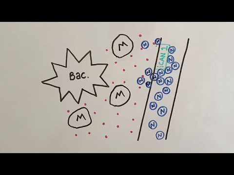 Video: Cytokines Dan Lipopolysaccharides Proinflamasi Menyusun Pengeluaran MMP-3 Dan MMP-13 Dalam Gajah Asia (Elephas Maximus) Chondrocytes: Pelemahan Oleh Agen Anti-artritis