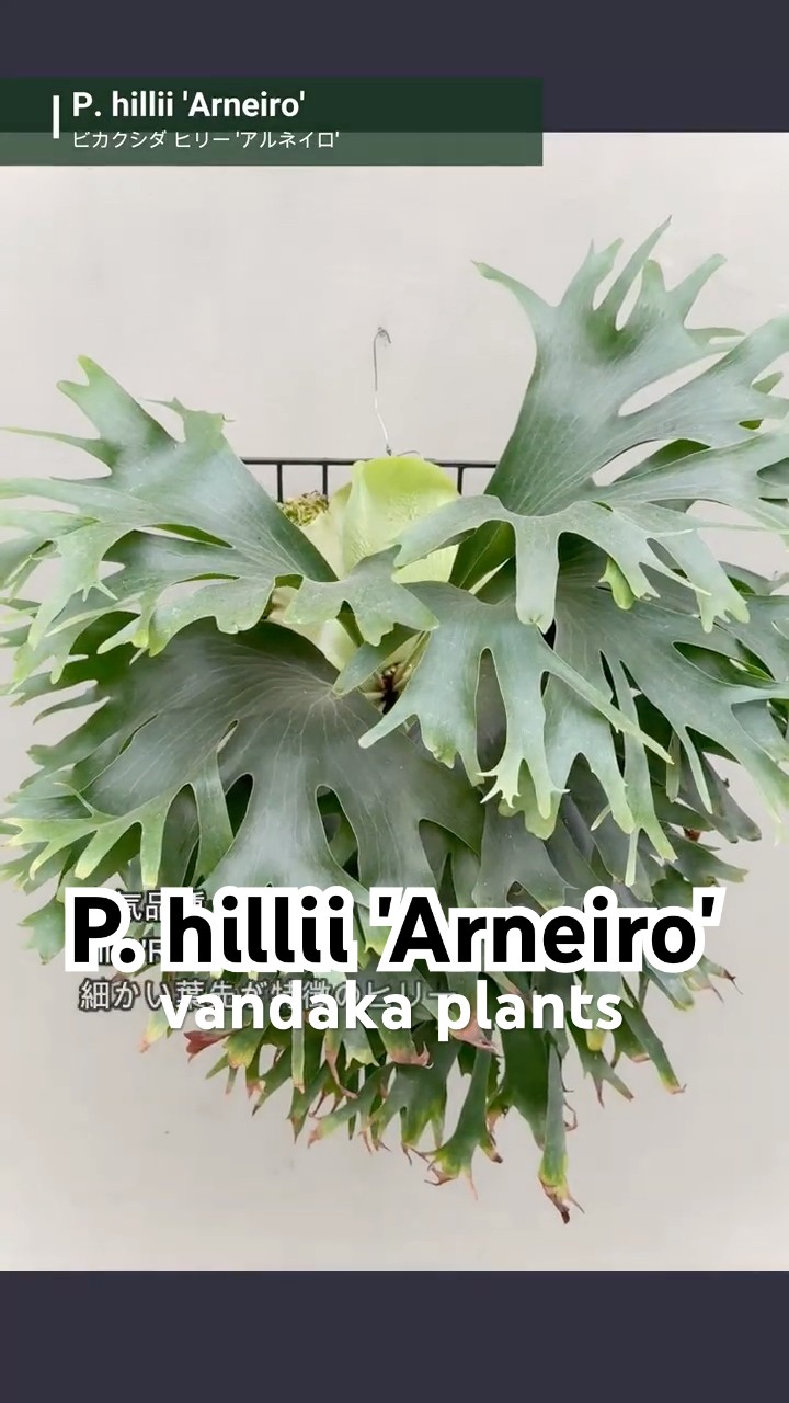 ビカクシダ #ヒリー #アルネイロ #platycerium #hillii #arneiro