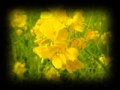 Flower :music 『Spring has come』 ms-39