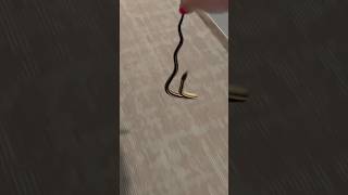 Lets Find Him A Better Place To Hang Out