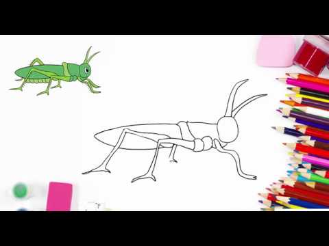 Cách Vẽ Tranh Tô Màu Hình Con Châu Chấu || How To Draw A Grasshopper -  Youtube