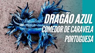 O Dragão azul e a alfabetização oceânica