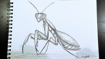 How to Draw Grasshopper || Grasshopper Drawing