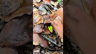 The secret life of cashews 🤫🌱 Watch how these unique seeds take root right on the forest floor.