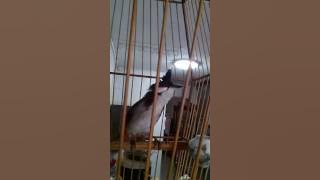 My Malaysia jambul 2