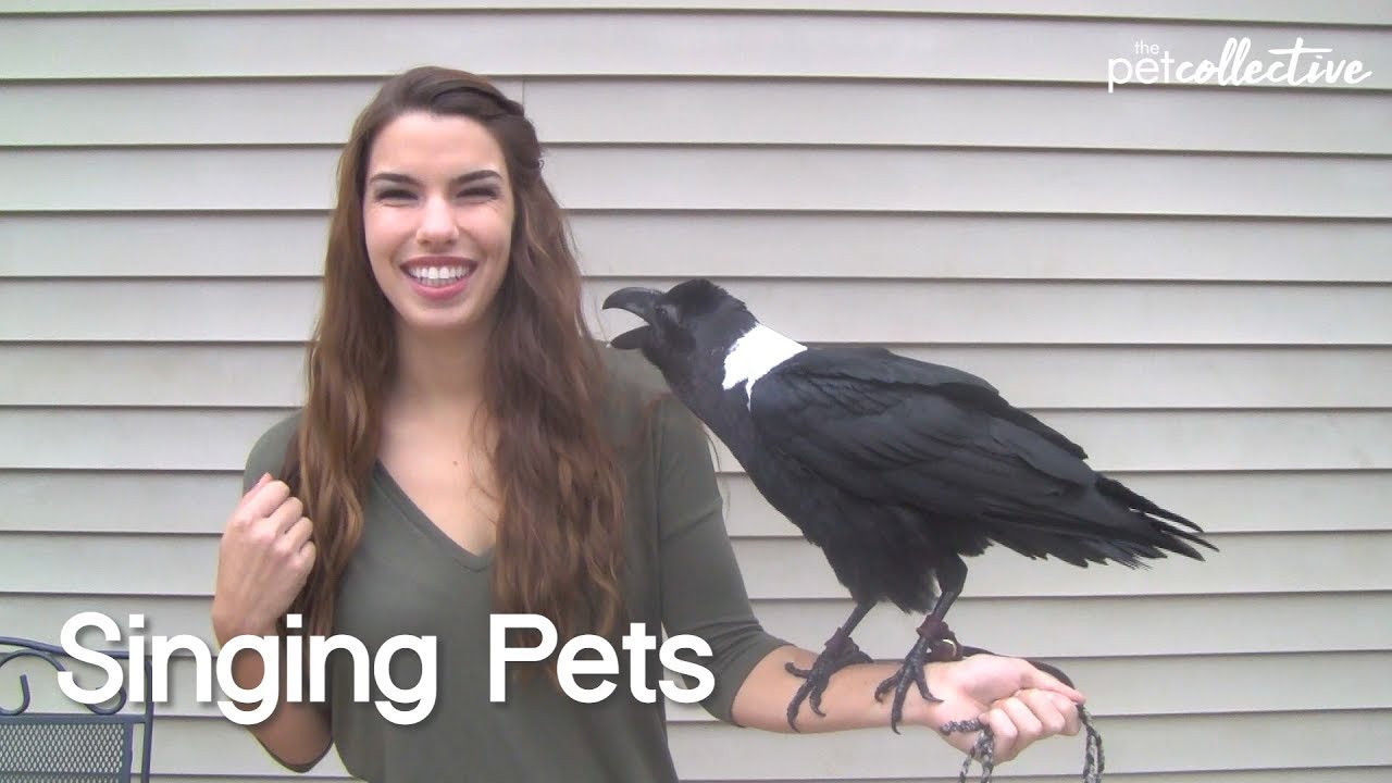 ⁣Singing Pets | The Pet Collective